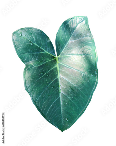 Tropical leaves isolated with water drop