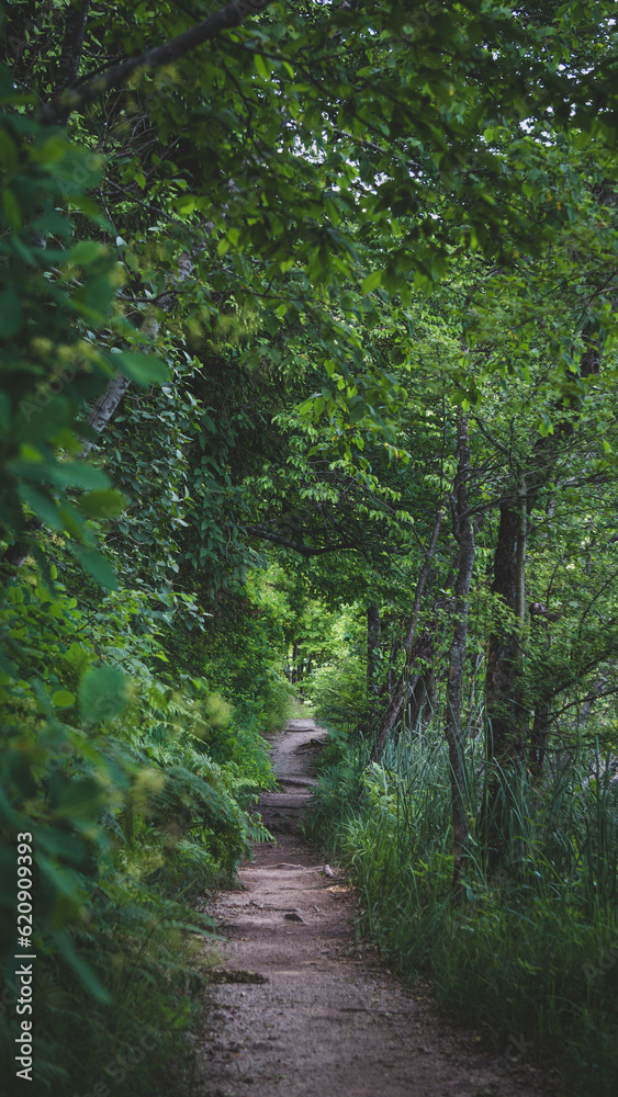 Fototapeta premium Dirt road going into the depths of the forest