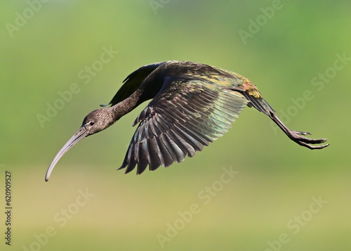 Glossy Ibis in Flight