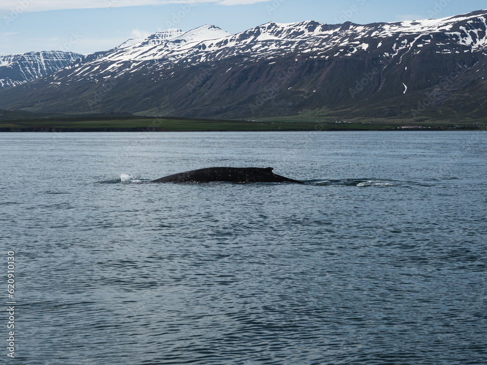 Fototapeta premium Humpback whale in Akureyri, Iceland.