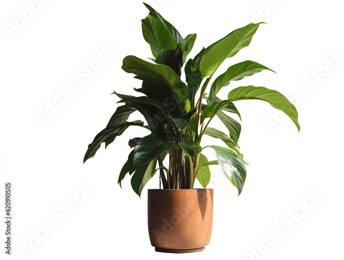 鉢植え観葉植物の美しさ（切り抜き） No.003  Beauty of potted houseplants (clipping) Generative AI