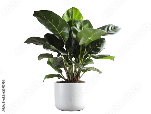 鉢植え観葉植物の美しさ（切り抜き） No.066  Beauty of potted houseplants (clipping) Generative AI
