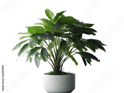 鉢植え観葉植物の美しさ（切り抜き） No.052  Beauty of potted houseplants (clipping) Generative AI