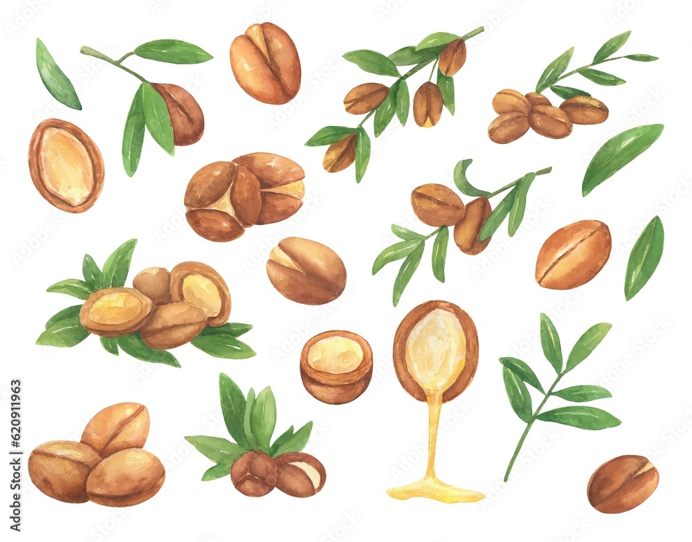 Brown argan tree nut and leaves on branch. Watercolor illustration set isolated on white background. Brown argan tree nut and leaves on branch. Watercolor illustration set isolated on white background.