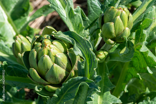 Fotografie Closeup of multiple lush vibrant green waxy organic artichoke heads on leafy plant stems