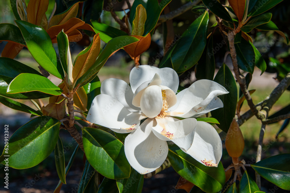 Obraz premium A closeup of a large white magnolia flower with bronze along the edge from age. The blossom has four cup or bowl shaped petals with large green leathery leaves. The growing bloom has a sweet smell 