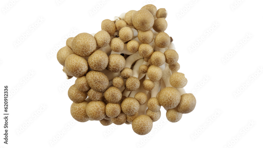 Champignons de hêtre brun ou champignons Shimeji isolés sur fond blanc Champignons de hêtre brun ou champignons Shimeji isolés sur fond blanc
