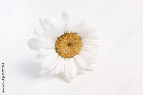 chamomile or daisies isolated on white background with clipping path. Set or collection.