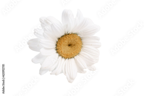 chamomile or daisies isolated on white background with clipping path. Set or collection. © Mykola