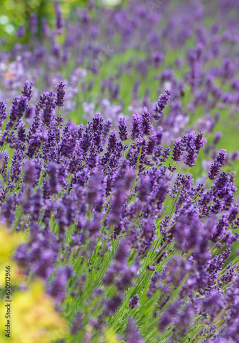 Lavender flowers field at summer sunny day with soft focus blur natural background.