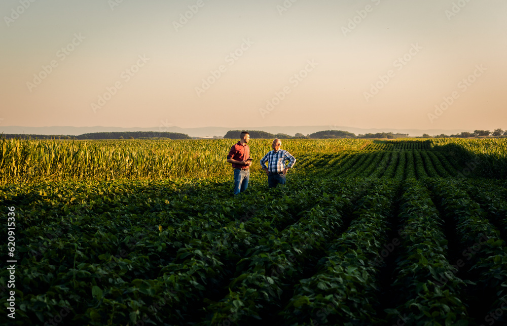 Fototapeta premium Two farmers standing in a field examining soy crop.