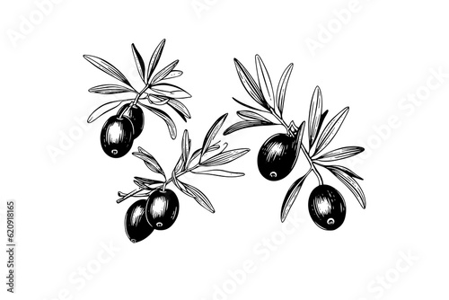 Olive brunch in engraving style element for poster, collage, banner. Vector illustration.