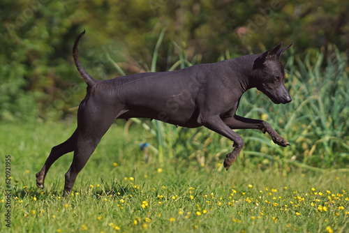 Active Xoloitzcuintle (Mexican hairless dog) posing outdoors running on a green grass with yellow flowers in summer © Eudyptula