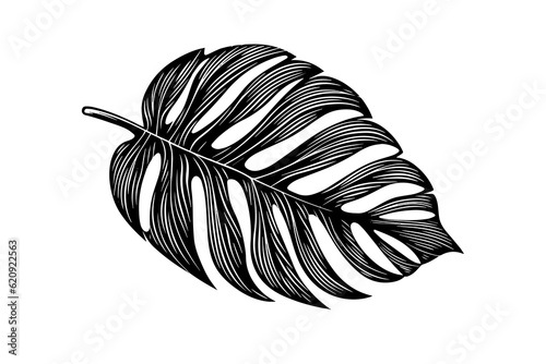 Exotic tropical leaf hand drawn vector. Botanical leaves engraved ink art.