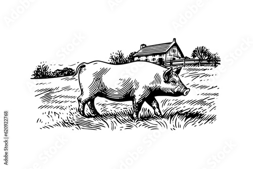 Print op canvas Hand drawn engraved vector picture of village landscape with pigs eat grass in the pasture