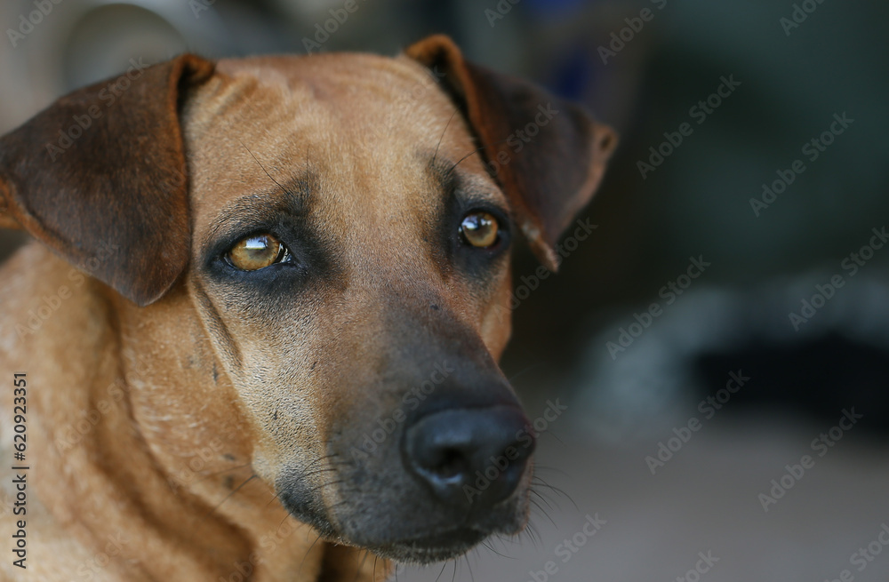 Eyes of stray dog, lonely feeling. Selective focus Eyes of stray dog, lonely feeling. Selective focus