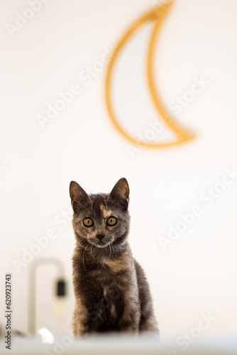 felino mirando a cámara con una luna detrás