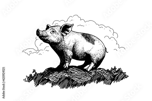 Hand drawn engraved vector picture of village landscape with pigs eat grass in the pasture.