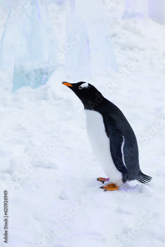 Profile view of gentoo penguin standing in snow  with ice in the background