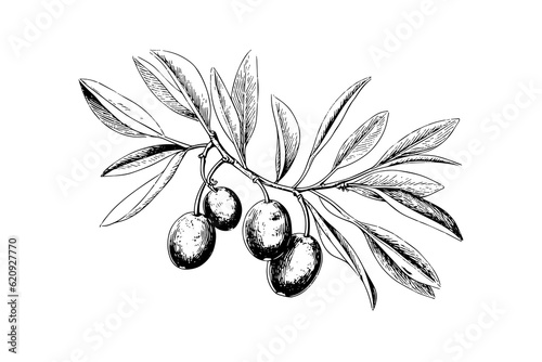 Olive brunch in engraving style element for poster, collage, banner. Vector illustration