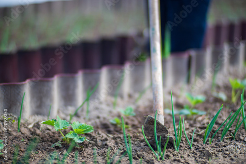 Weeding beds with agricultura plants growing in the garden. Weed control in the garden. Cultivated land close-up. Agricultural work on the plantation