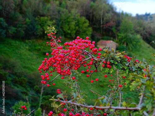 Primer plano de frutos rojos de espino albar (Crataegus monogyna) sobre un fondo de paisaje bosquoso con cabaña photo