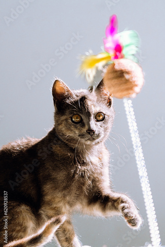 gato pequeño con pelo gris jugando con plumas