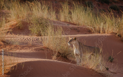 LIONESS OF THE RED KALAHARI DUNES 