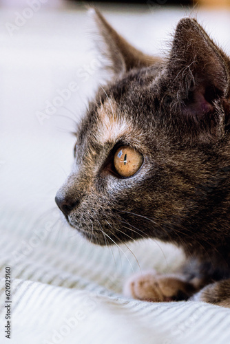 gato mirando por la ventana apoyado en la cama