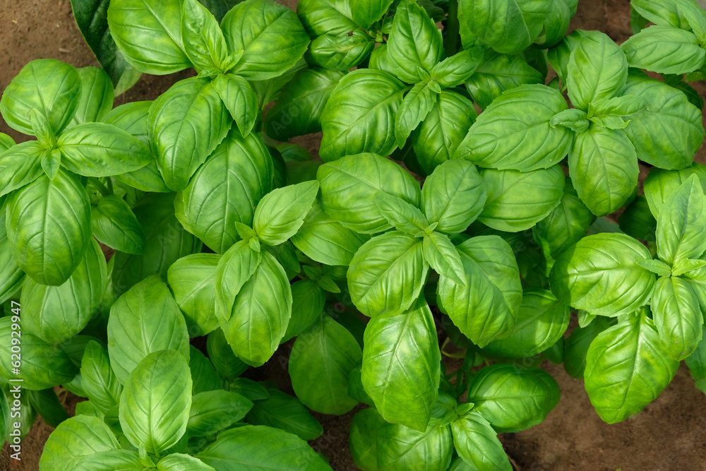 Basil plants grown in a greenhouse. Organic herbs production, home gardening. Top view. Basil plants grown in a greenhouse. Organic herbs production, home gardening. Top view.
