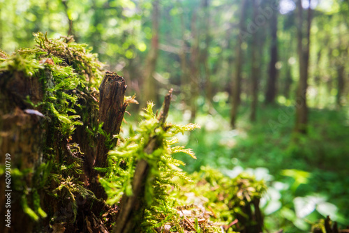 Close-up moss on a stump in the forest. Beautiful natural landscape. Selective focus in the foreground with a blurred background and copyspace