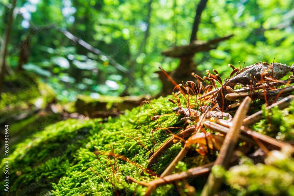 Close-up moss and plants in the forest. Detailed microcosm. Low point of view in nature landscape with strong blurry background. Ecology environment Close-up moss and plants in the forest. Detailed microcosm. Low point of view in nature landscape with strong blurry background. Ecology environment