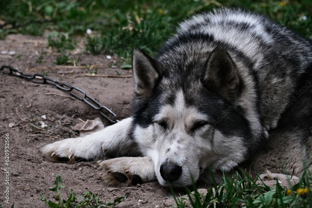 Alaskan Malamute lying on the ground tied to chain