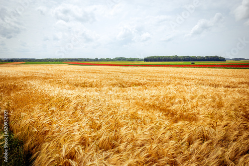 wheat fields in summer, Etretat, Normandy, france