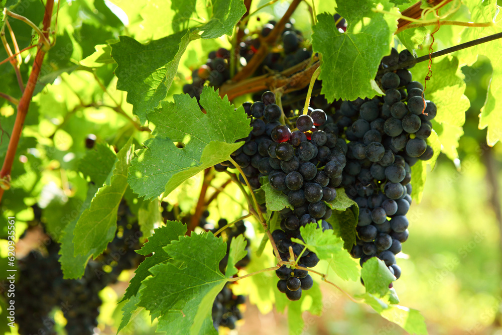 Ripe bunch wine grapes in fall