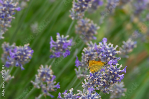 Large Skipper butterfly (Ochlodes sylvanus) perched on lavender plant in Zurich, Switzerland © Janine
