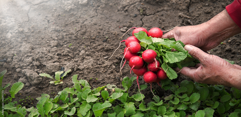 Man's hands holding a radish in the vegetable garden Man's hands holding a radish in the vegetable garden