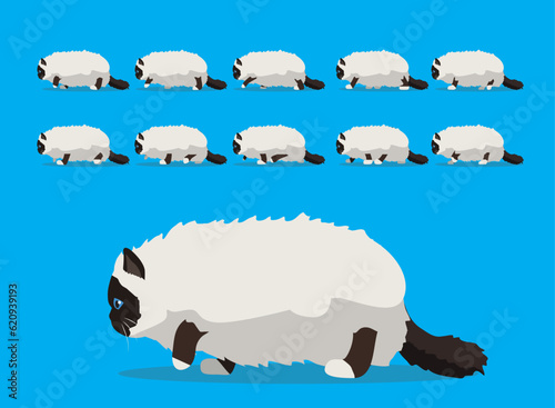 Animal Animation Sequence Cat Birman Cartoon Vector