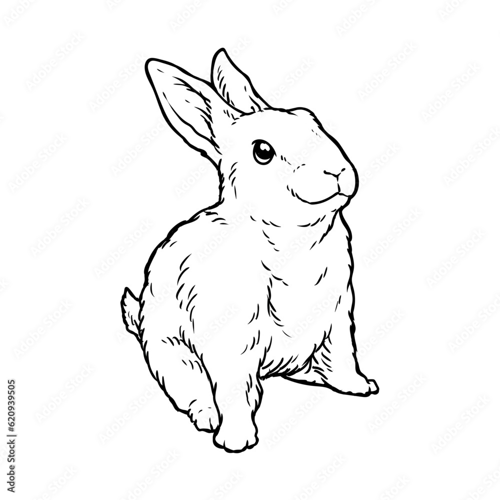 Obraz premium Rabbit drawing