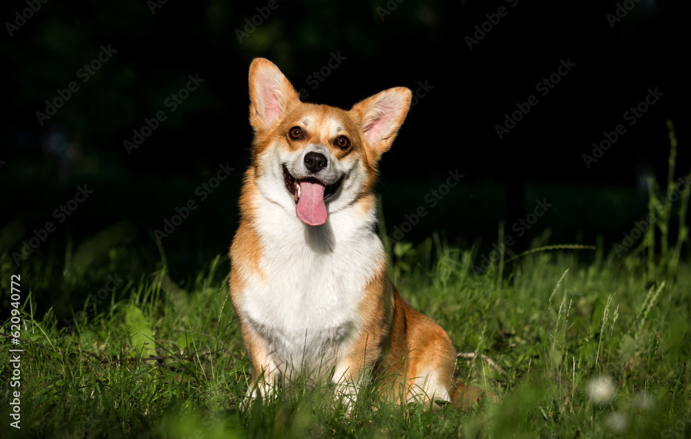 corgi dog in the grass