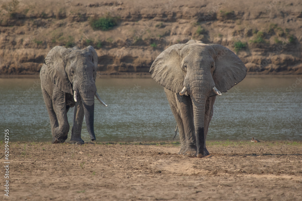 Fototapeta premium Elephants walking from the river