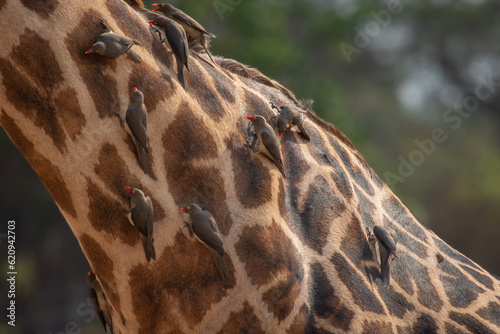 Foto Red billed oxpeckers feed off the back of a giraffe