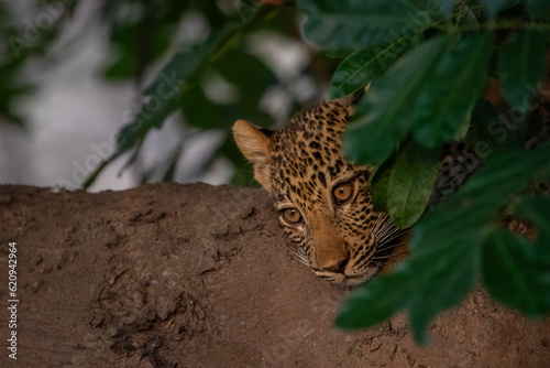 Canvas Print Leopard cub watches from behind a tree
