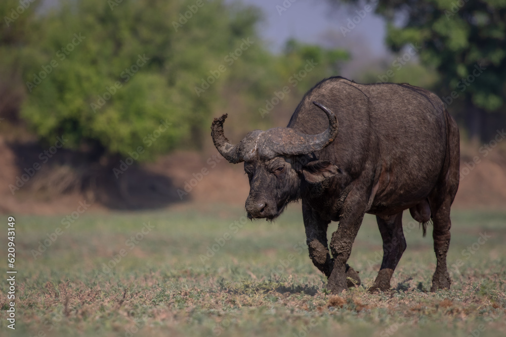 Obraz premium Old Cape buffalo bull