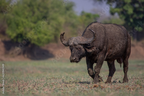 Old Cape buffalo bull