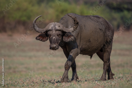 Cape buffalo walking