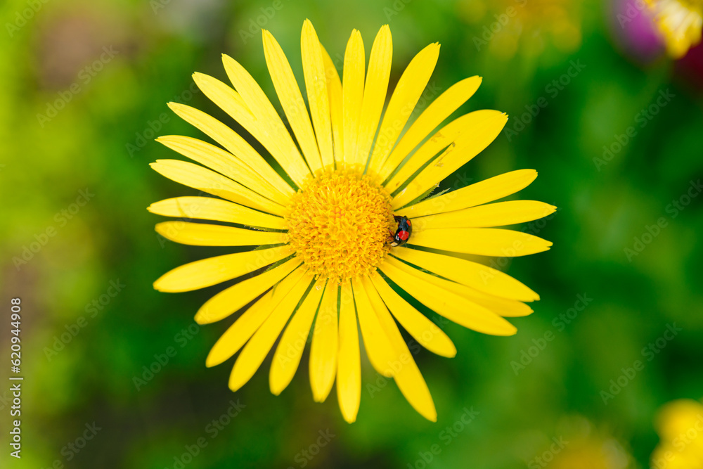 black ladybug sits on a yellow flower on a blurred background on a sunny day black ladybug sits on a yellow flower on a blurred background on a sunny day