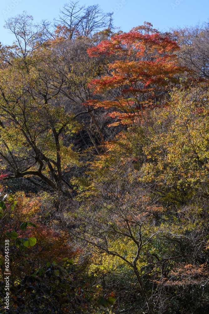 花貫渓谷の紅葉