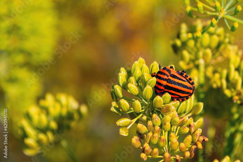 Macro photo of a stink bug sits on a plant on a sunny day