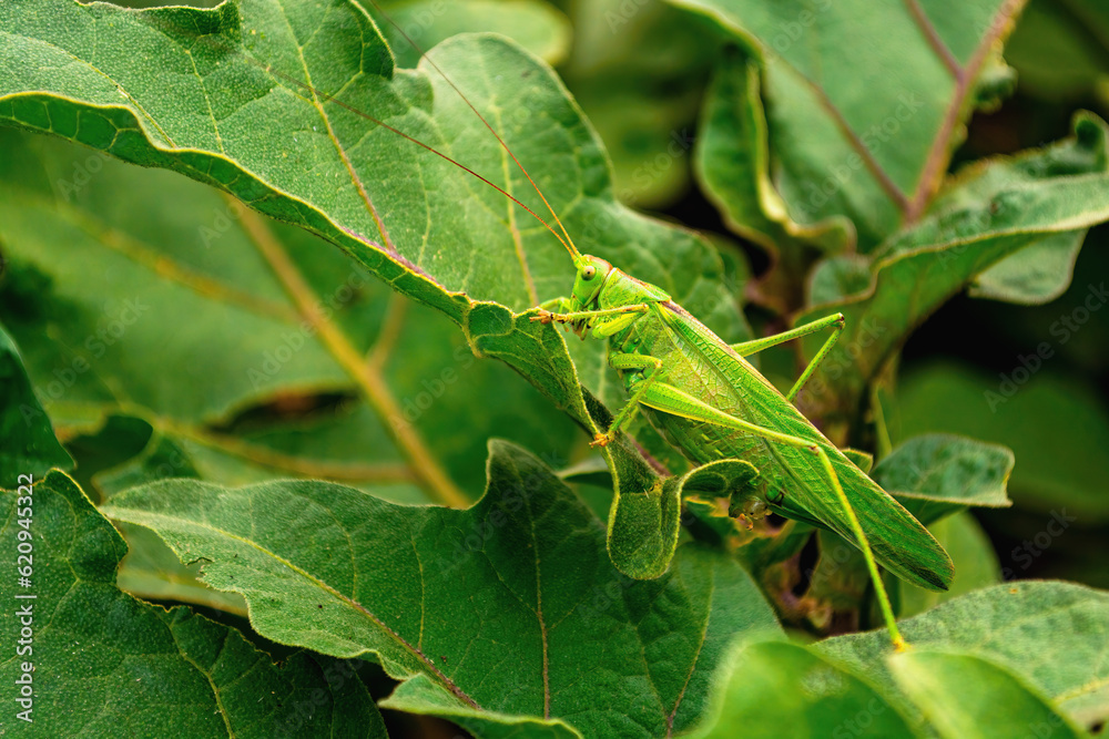 Macro photo of big green locust on leaves in summer Macro photo of big green locust on leaves in summer
